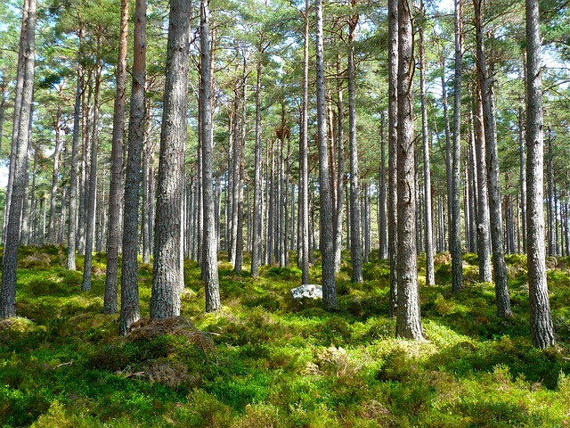 forest wild wilderness trees survive